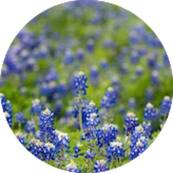 Field of Texas Bluebonnets